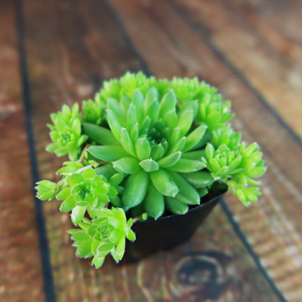 Sempervivum ‘Green Wheel’ (Hens and Chicks)