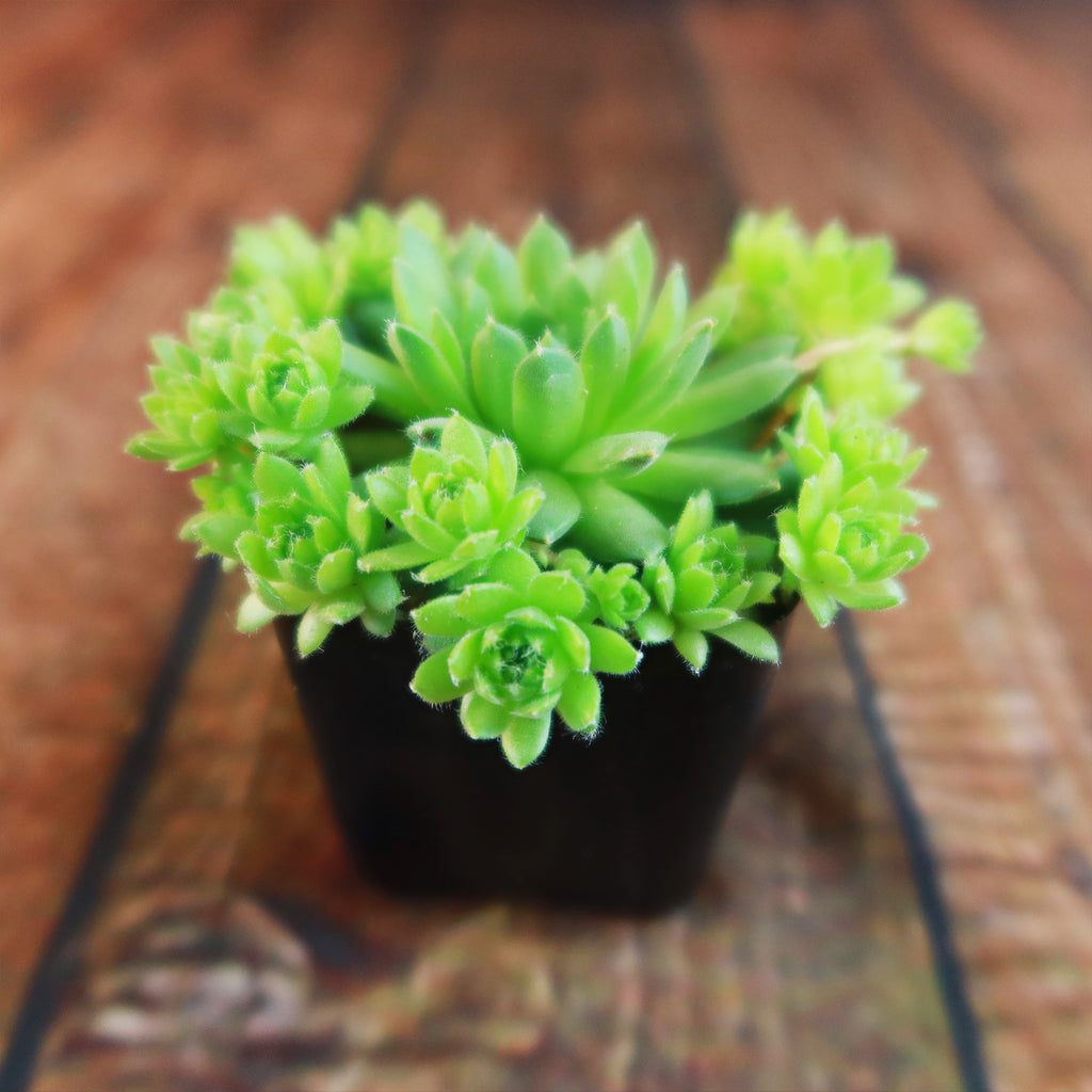 Sempervivum ‘Green Wheel’ (Hens and Chicks)