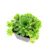Sempervivum ‘Green Wheel’ (Hens and Chicks)