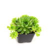Sempervivum ‘Green Wheel’ (Hens and Chicks)