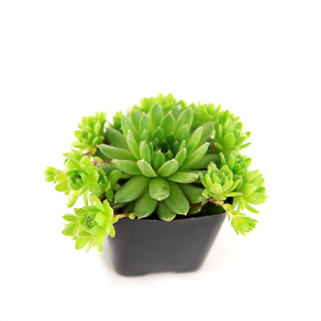 Sempervivum ‘Green Wheel’ (Hens and Chicks)