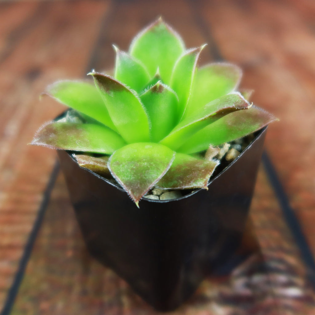 Sempervivum heuffelii (Hens and Chicks)