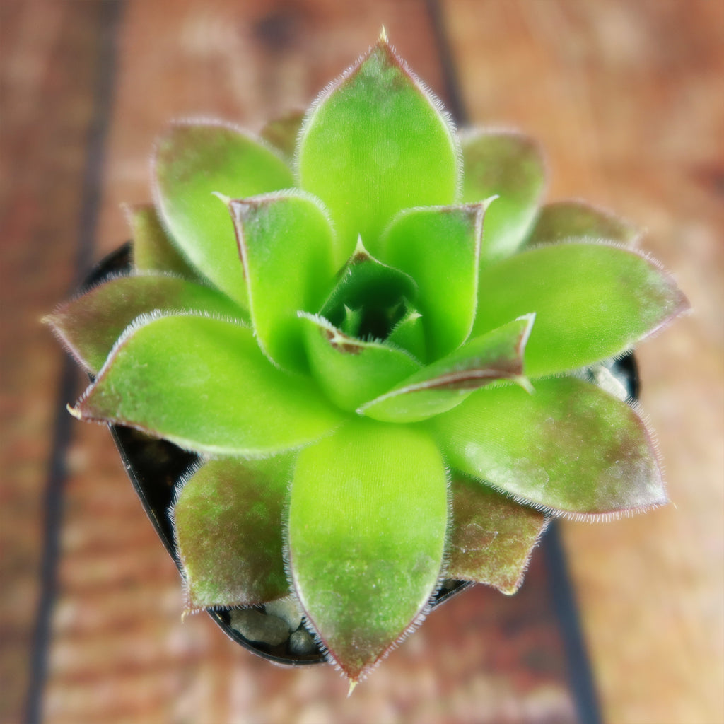 Sempervivum heuffelii (Hens and Chicks)