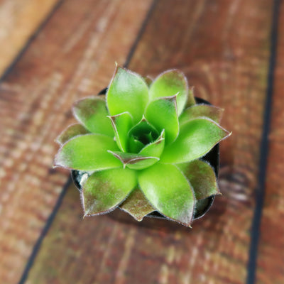 Sempervivum heuffelii (Hens and Chicks)