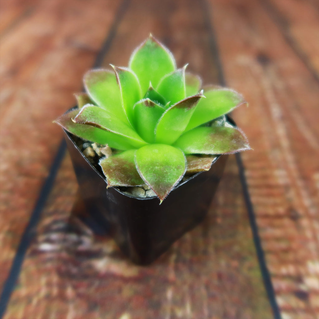 Sempervivum heuffelii (Hens and Chicks)