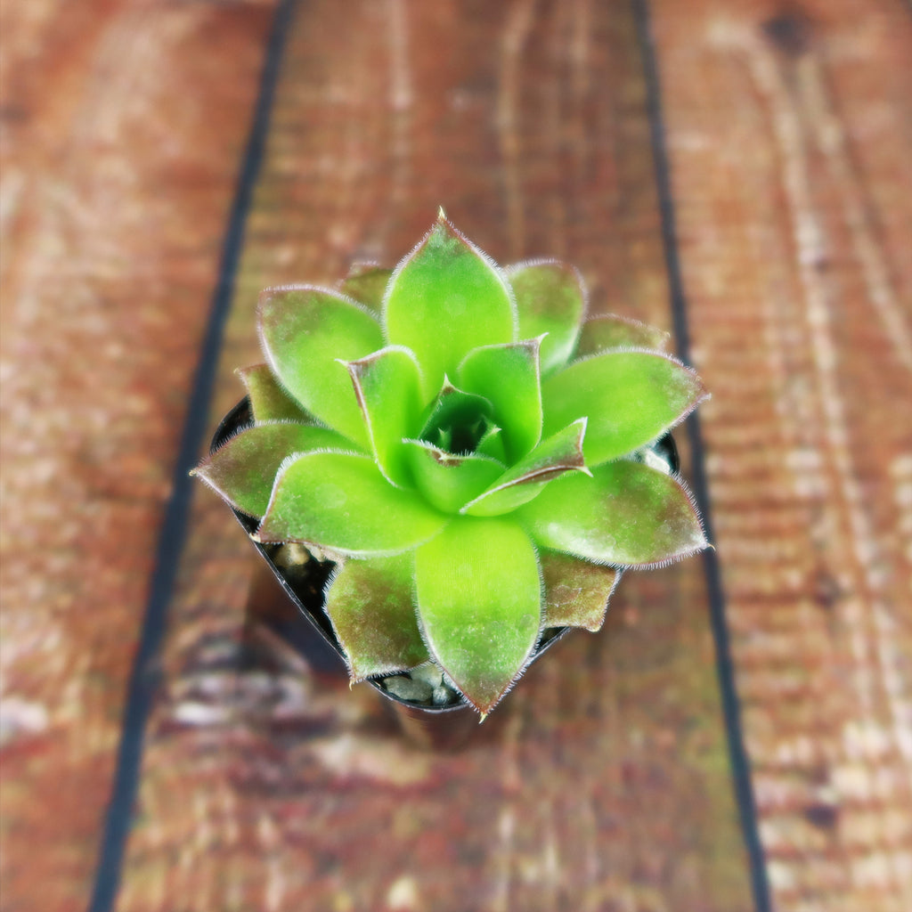 Sempervivum heuffelii (Hens and Chicks)