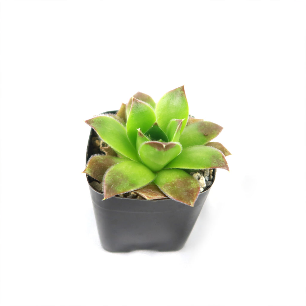 Sempervivum heuffelii (Hens and Chicks)