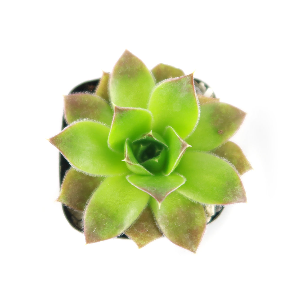 Sempervivum heuffelii (Hens and Chicks)