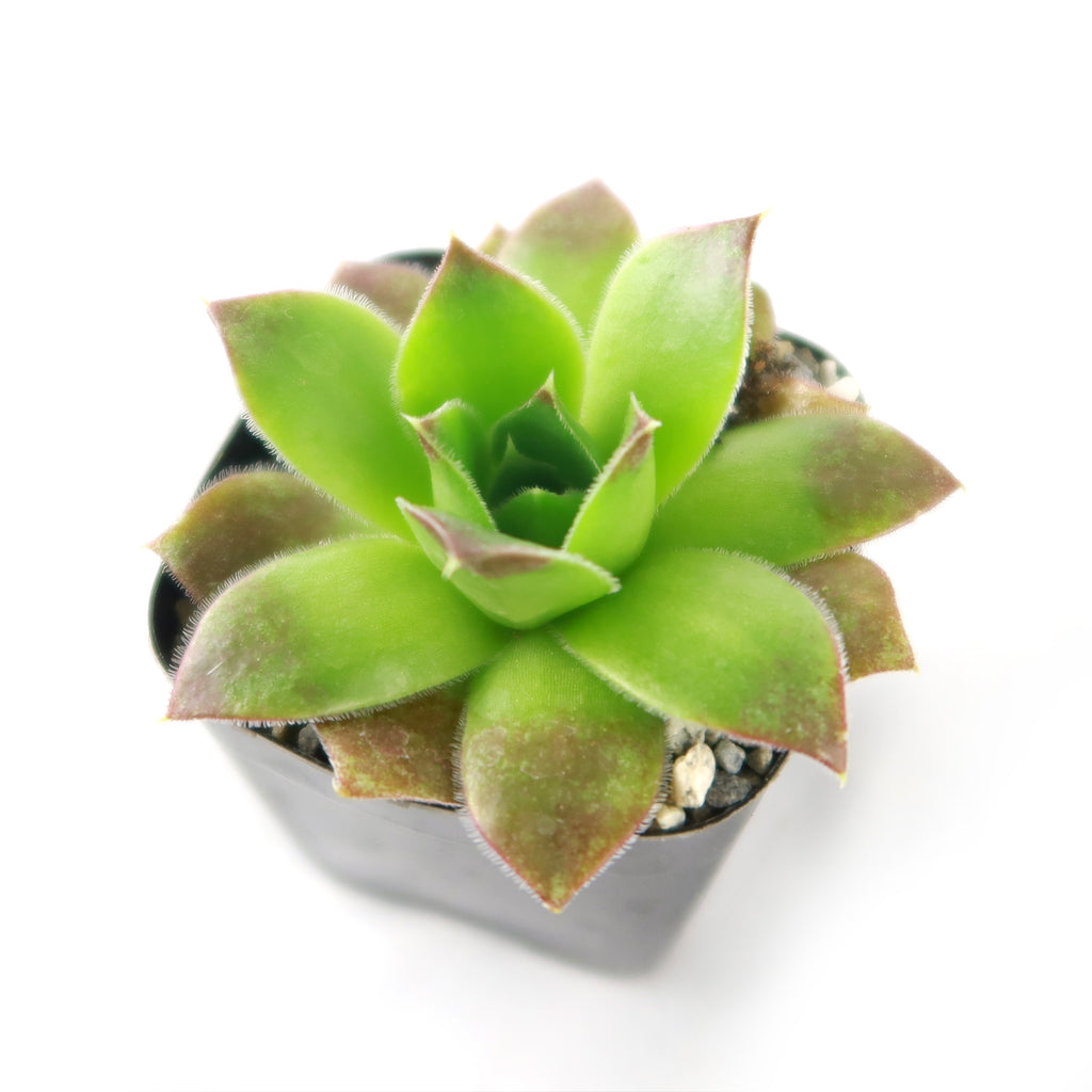 Sempervivum heuffelii (Hens and Chicks)