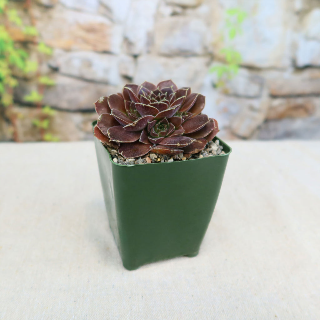 Sempervivum heuffelii &