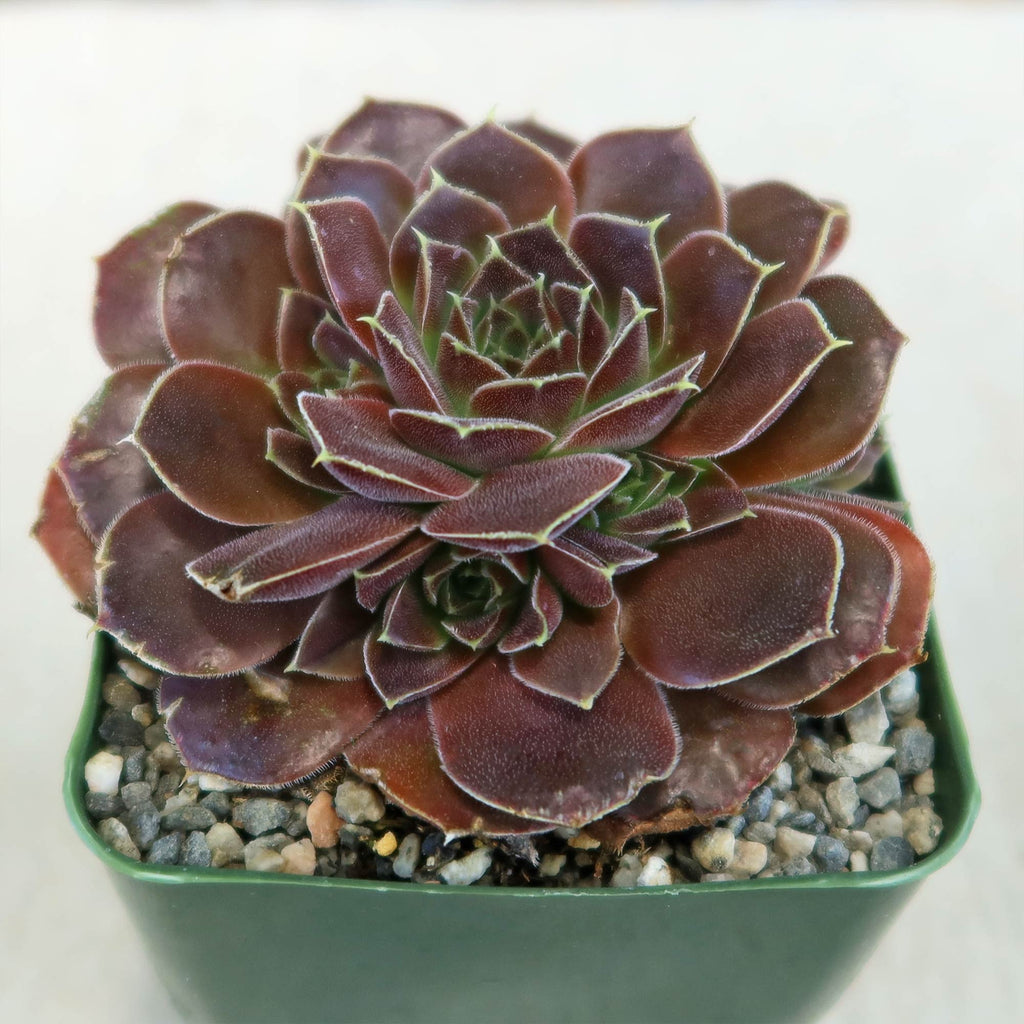 Sempervivum heuffelii &