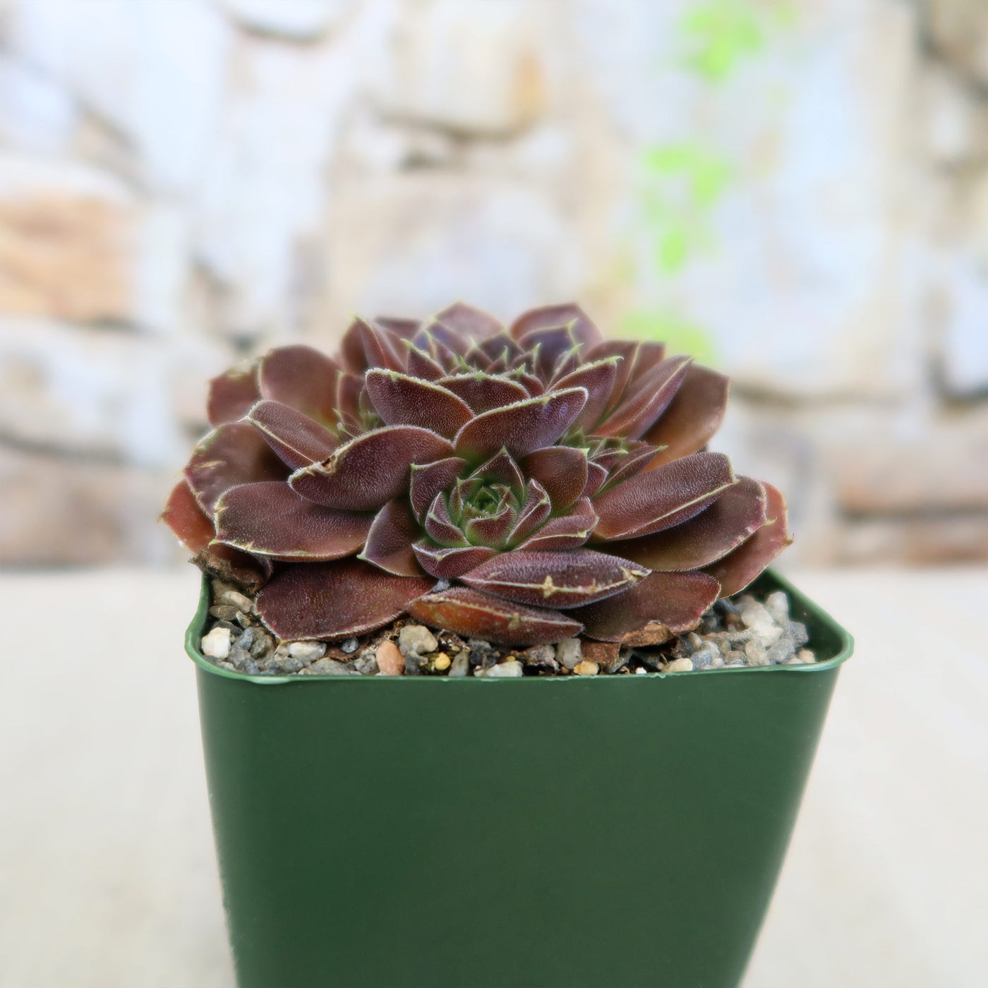 succulent wikipedia Shop 'Sempervivum heuffelii Beaver' Care & Info