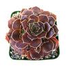 Sempervivum heuffelii &