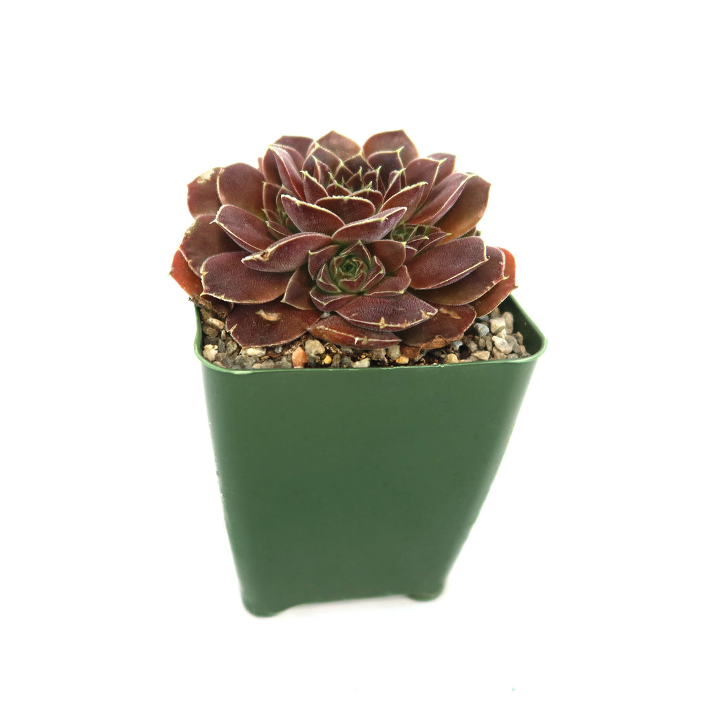 Sempervivum heuffelii &