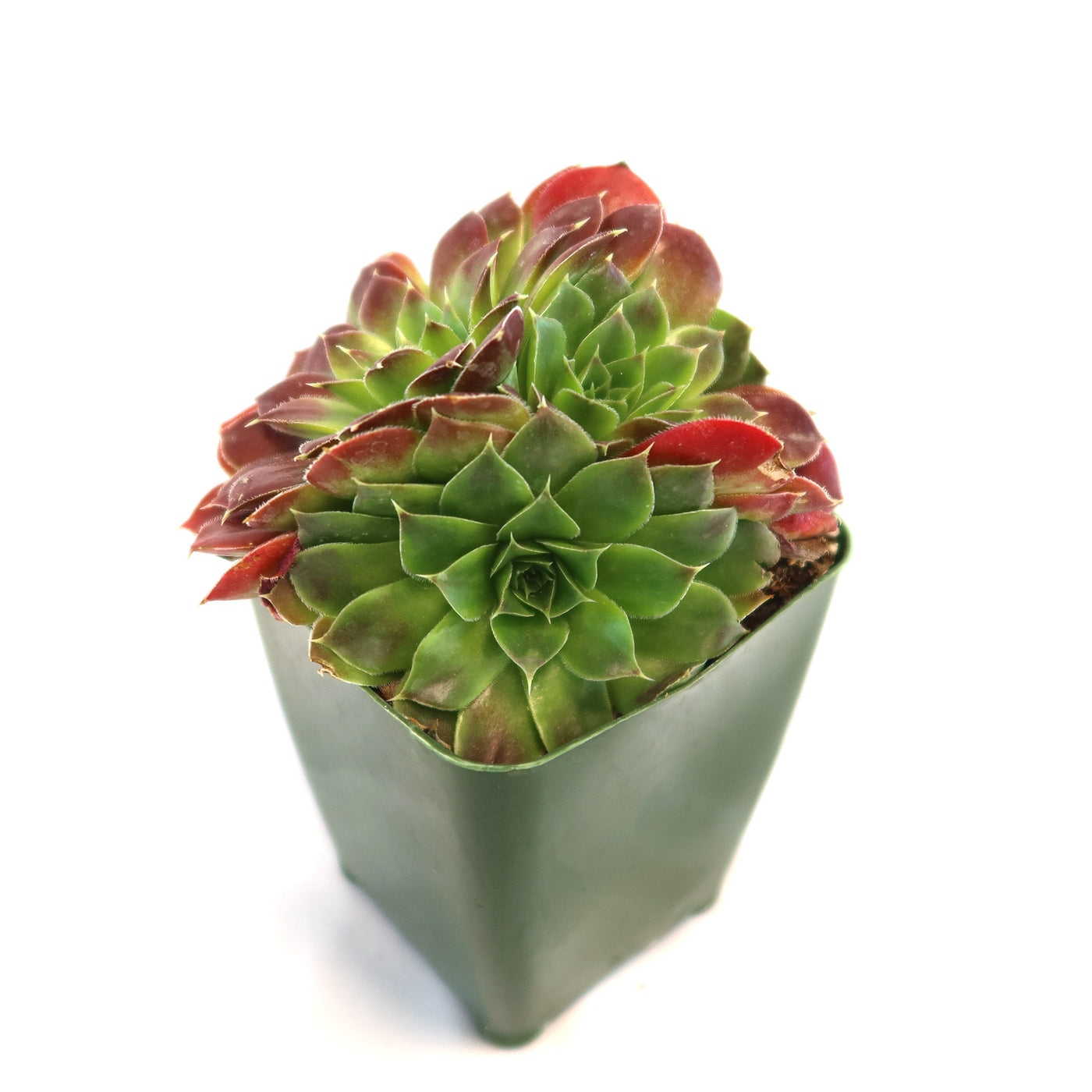 Sempervivum heuffelii ‘Blaze’