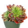 Sempervivum heuffelii ‘Blaze’