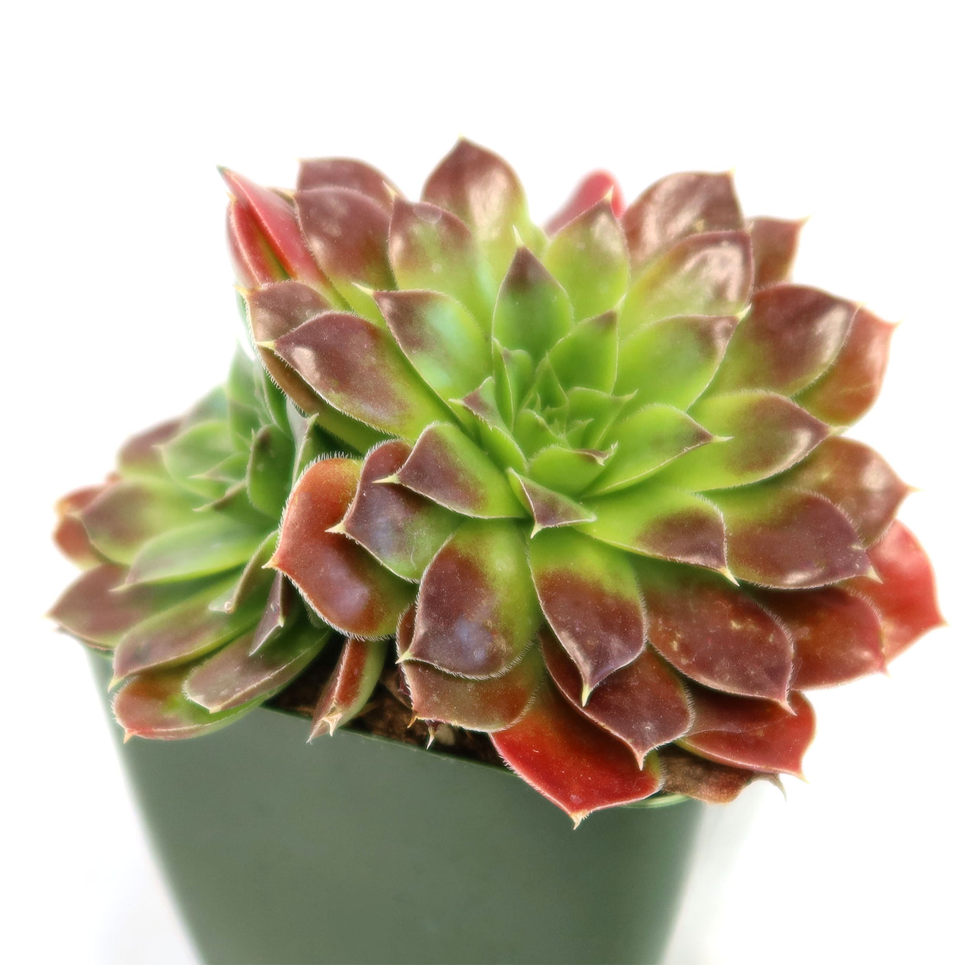 Sempervivum heuffelii ‘Blaze’