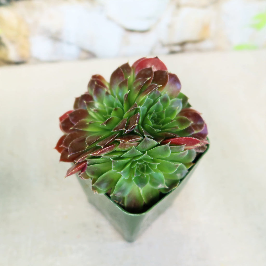 Sempervivum heuffelii ‘Blaze’