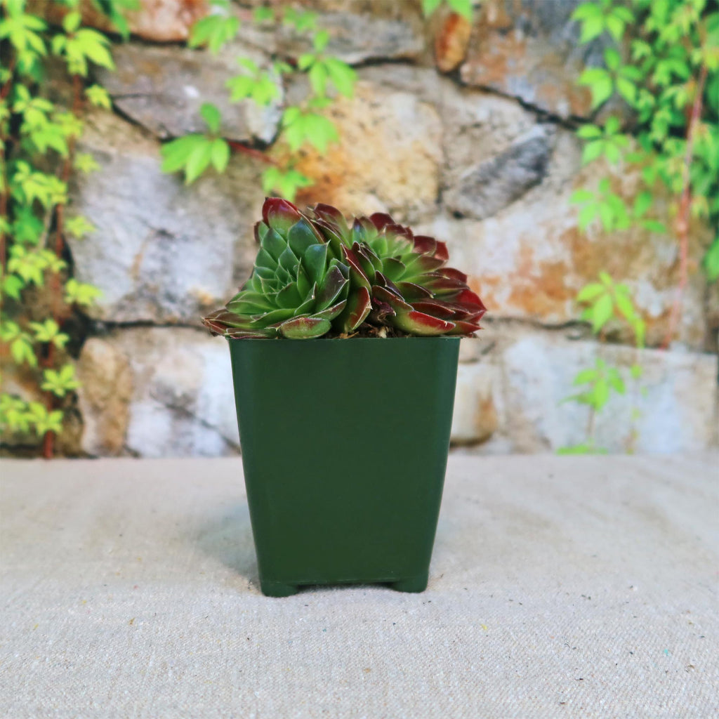 Sempervivum heuffelii ‘Blaze’