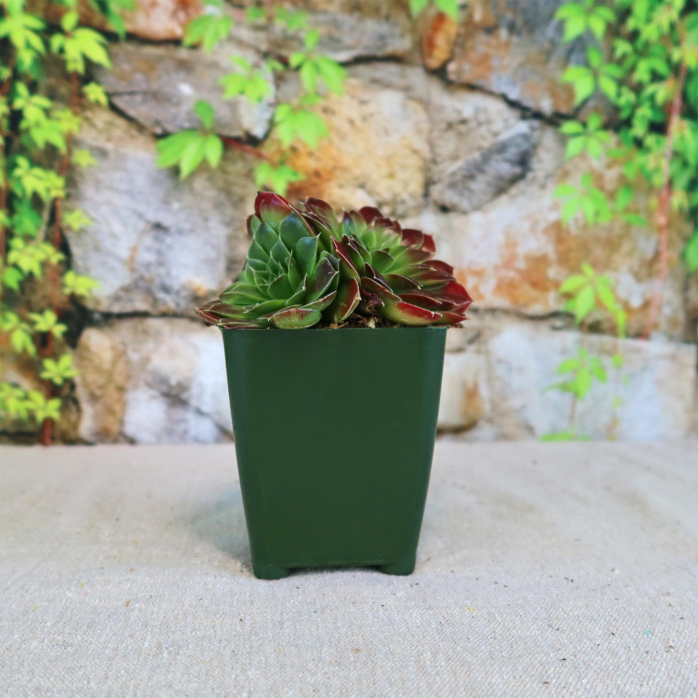 Sempervivum heuffelii ‘Blaze’