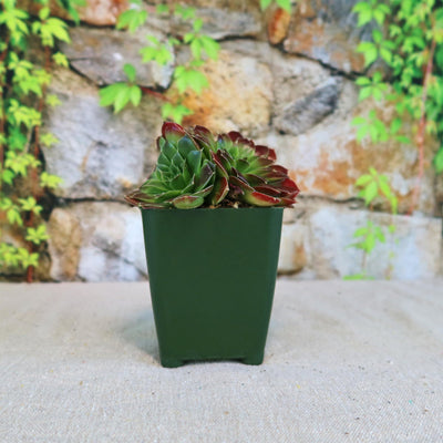 Sempervivum heuffelii ‘Blaze’