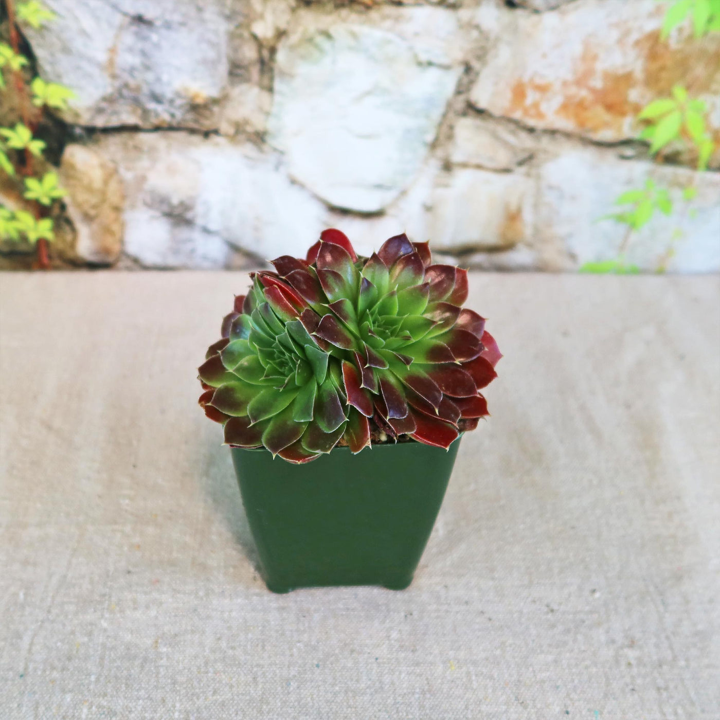 Sempervivum heuffelii ‘Blaze’