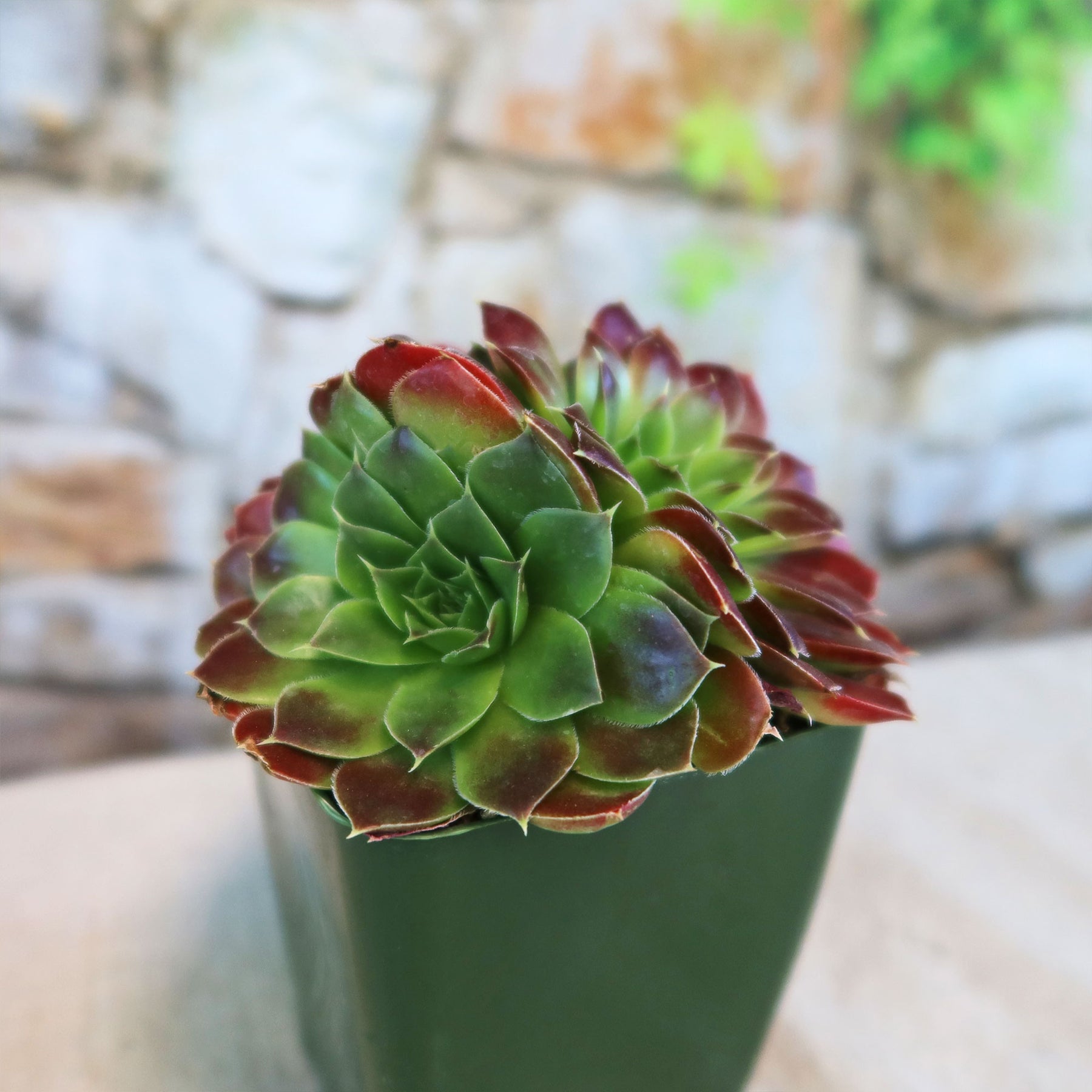 succulent with red and green leaves Shop 'Sempervivum heuffelii blaze' Care & Info