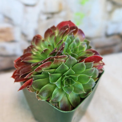 Sempervivum heuffelii ‘Blaze’