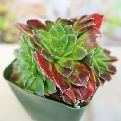 Sempervivum heuffelii ‘Blaze’