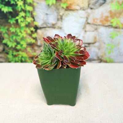 Sempervivum heuffelii ‘Blaze’