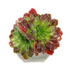 Sempervivum heuffelii ‘Blaze’