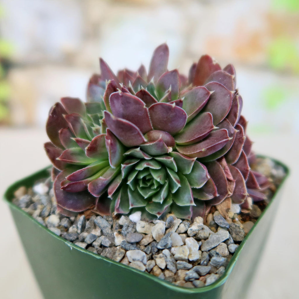 Sempervivum heuffelii ‘Coral Reef’