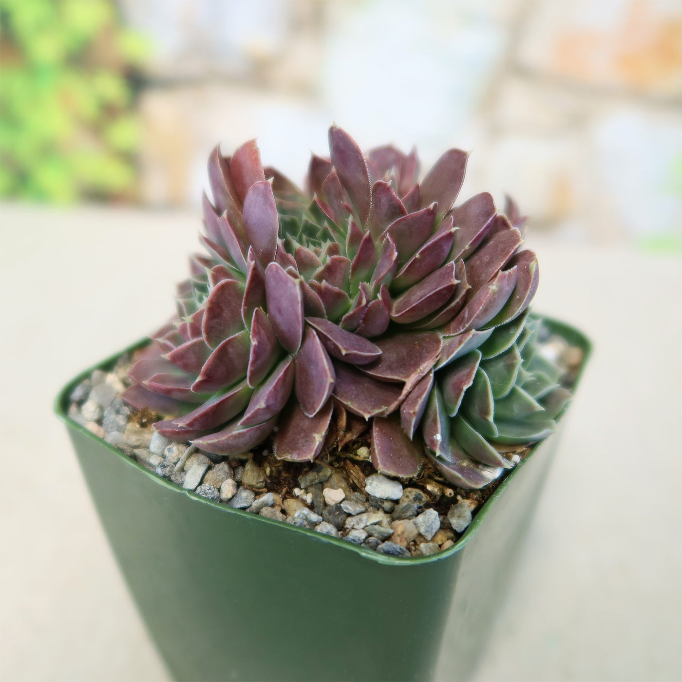 coral reef succulent care Sempervivum heuffelii ‘Coral Reef’