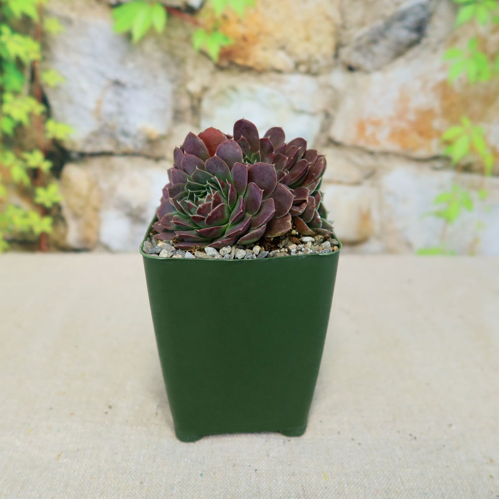 Sempervivum heuffelii ‘Coral Reef’