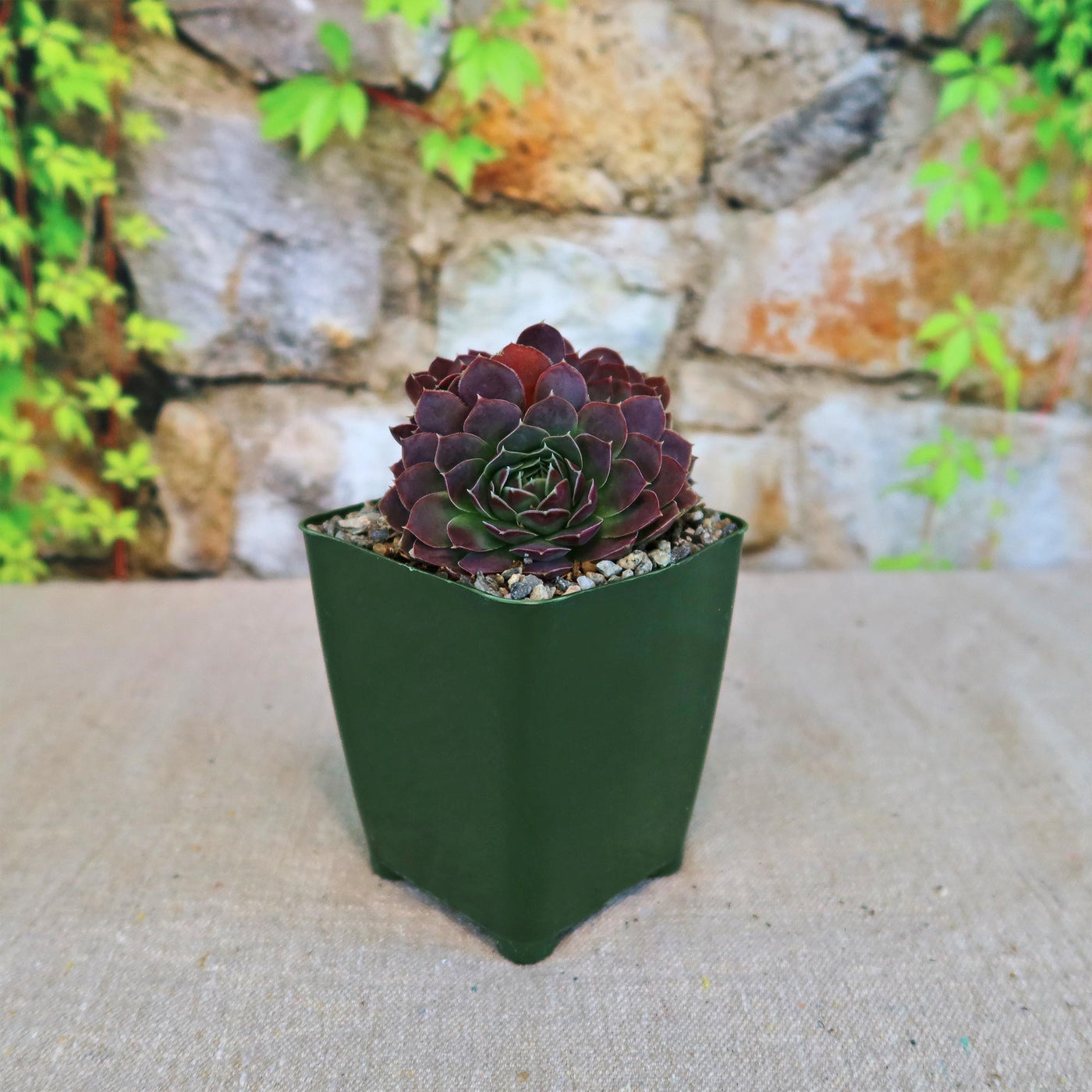 Sempervivum heuffelii ‘Coral Reef’