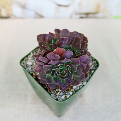 Sempervivum heuffelii ‘Coral Reef’