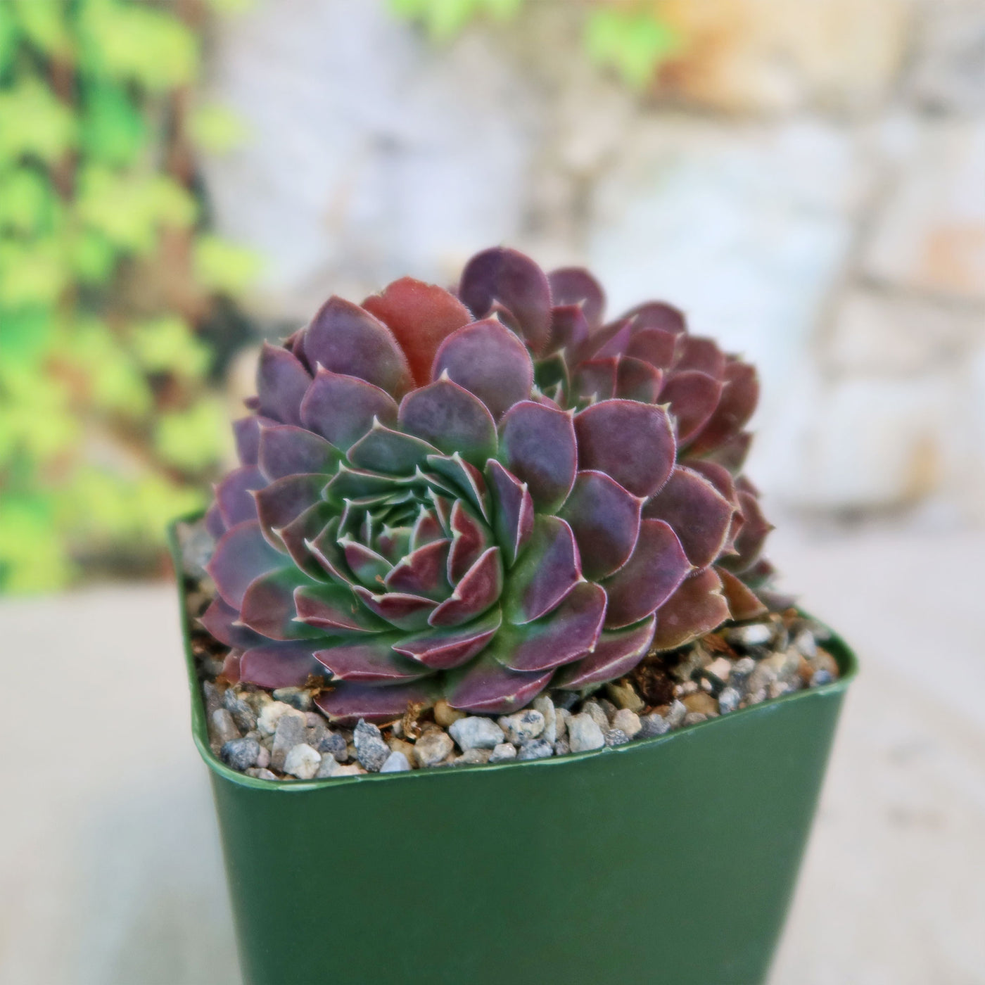 succulent coral Shop 'Sempervivum heuffelii Coral Reef' Care & Info