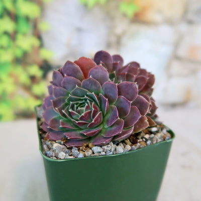 Sempervivum heuffelii ‘Coral Reef’