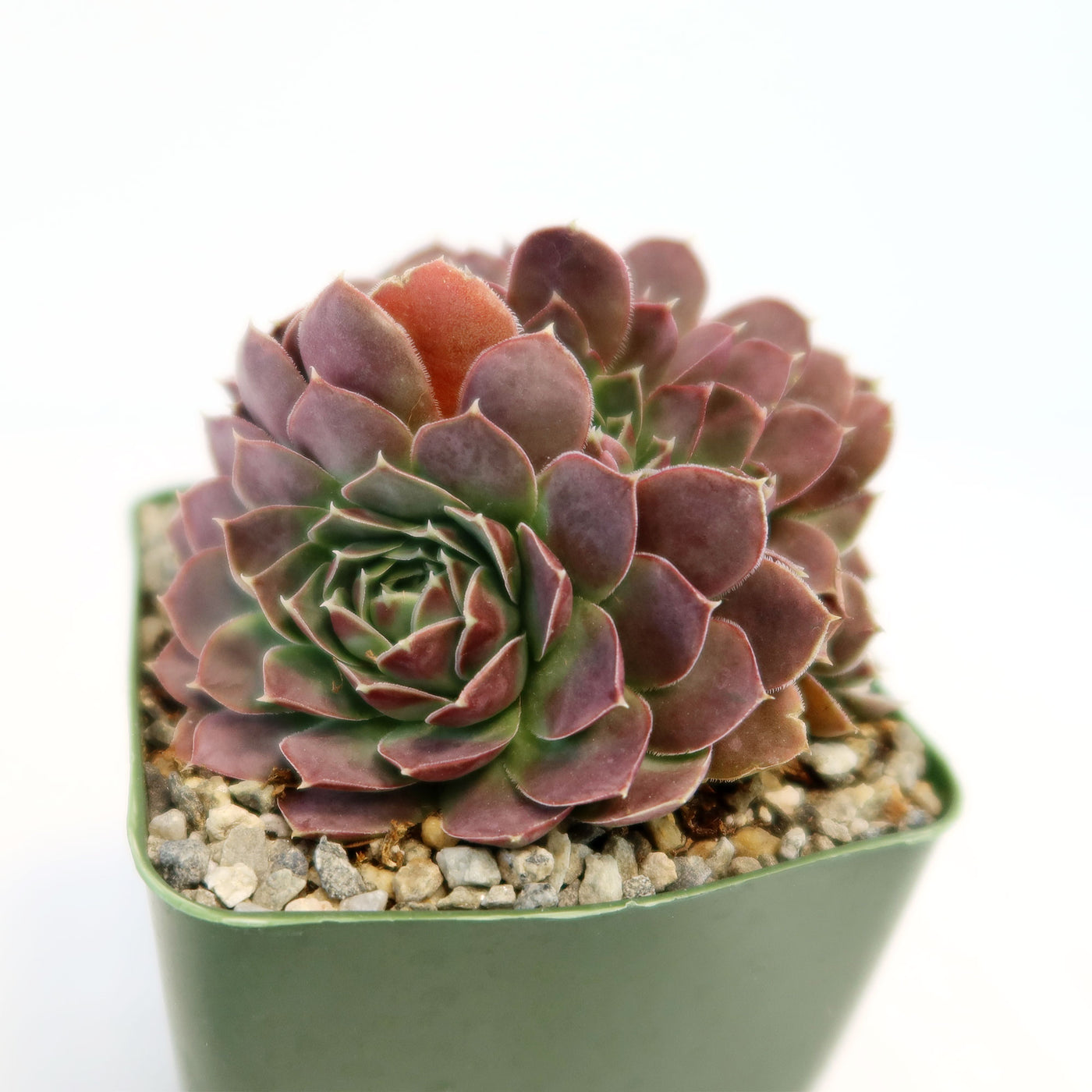 Sempervivum heuffelii ‘Coral Reef’