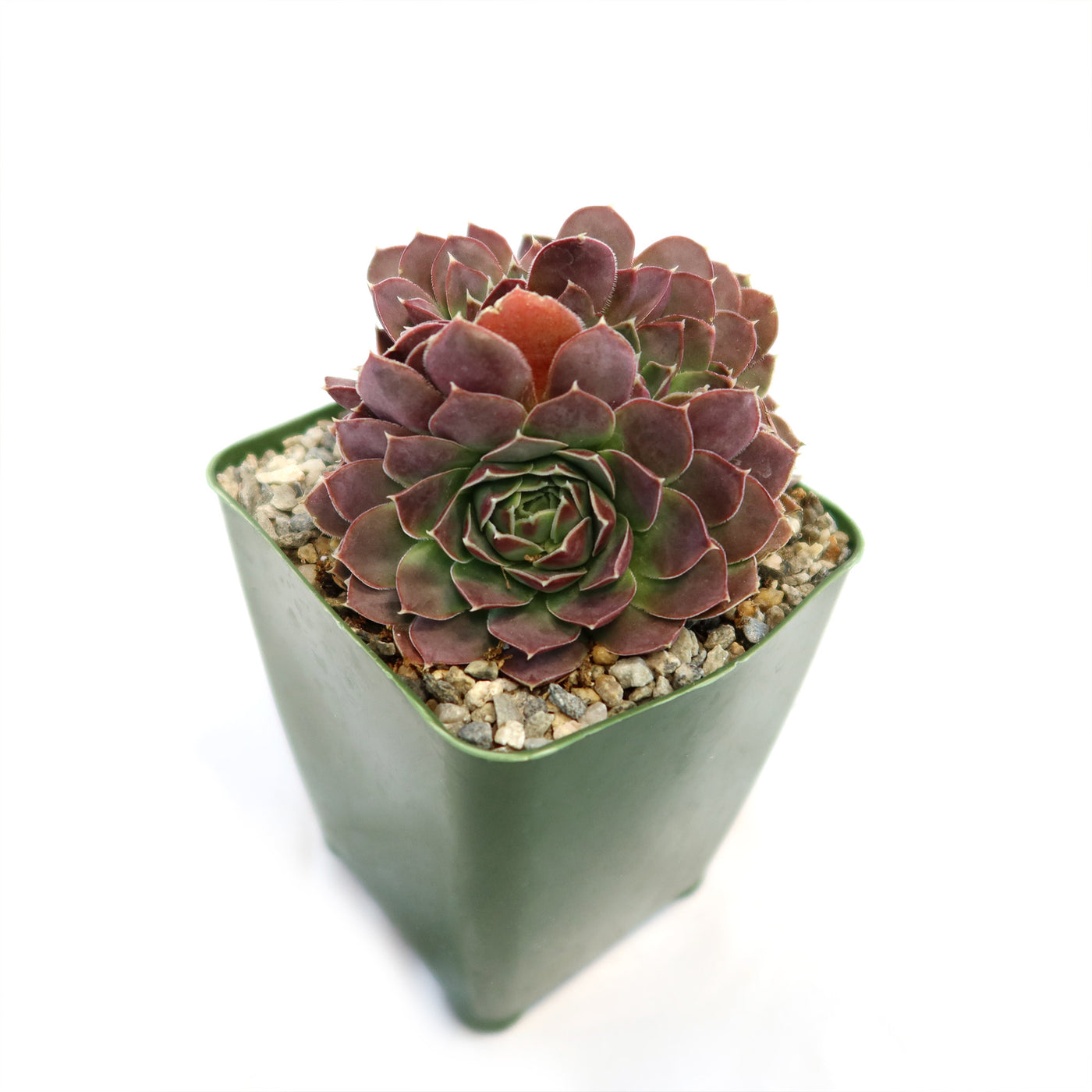 coral reef succulent Sempervivum heuffelii ‘Coral Reef’