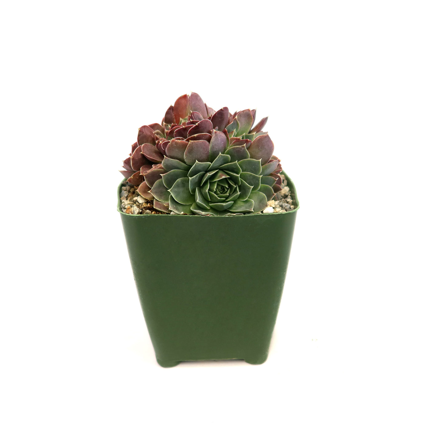 succulents that look like coral Sempervivum heuffelii ‘Coral Reef’