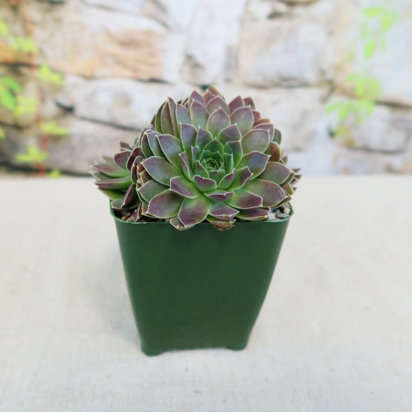 Sempervivum heuffelii 'Melanoheoff'