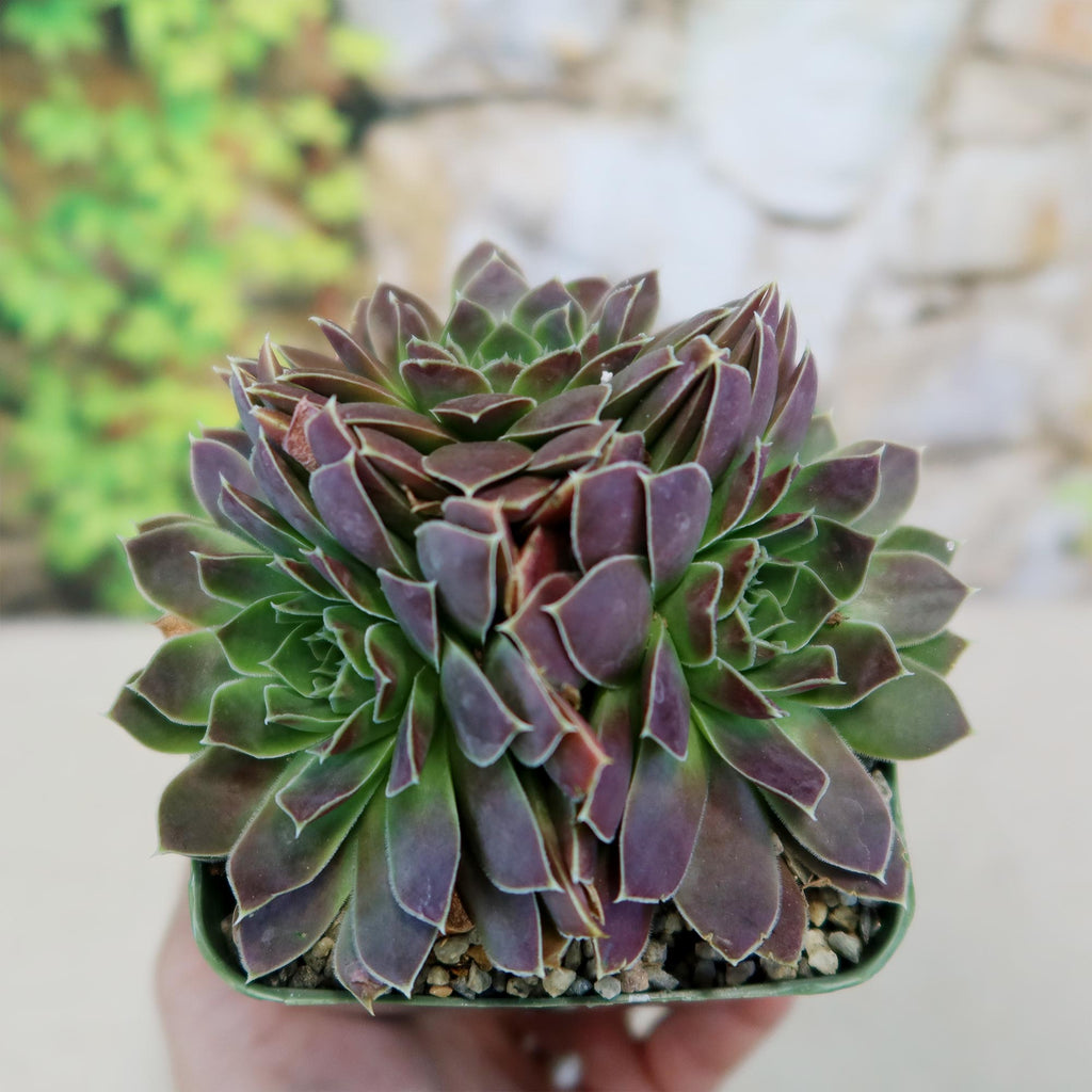 Sempervivum heuffelii &