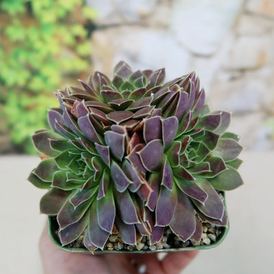 Sempervivum heuffelii 'Melanoheoff'