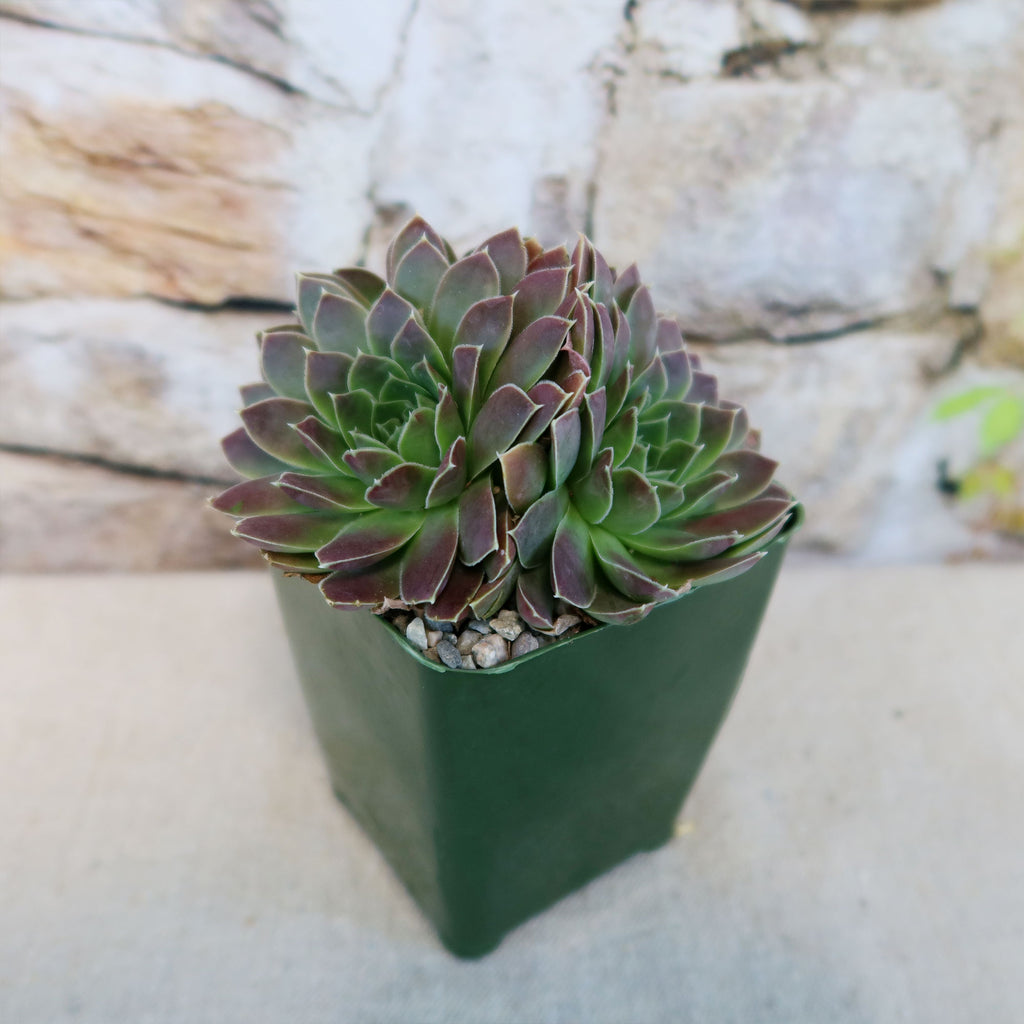 Sempervivum heuffelii &