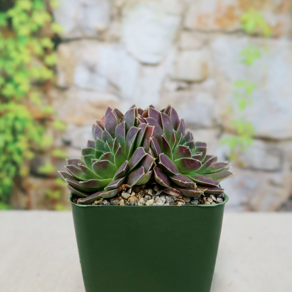 Sempervivum heuffelii &