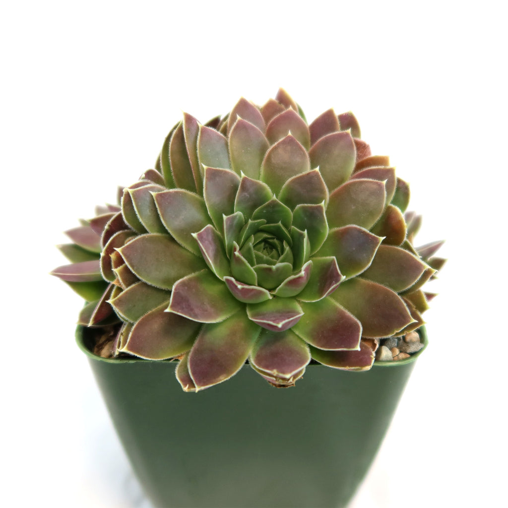 Sempervivum heuffelii &