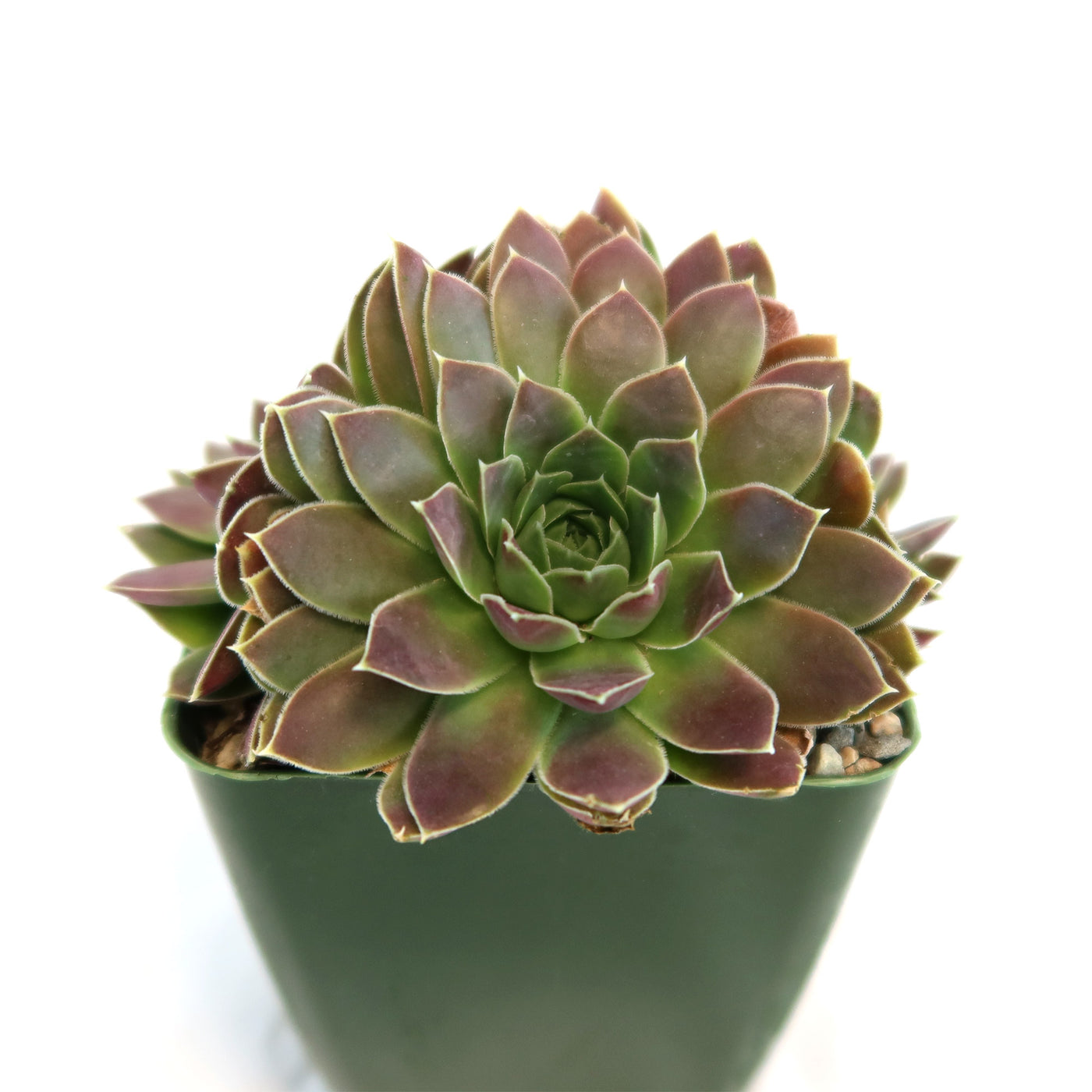 are sempervivum succulents Sempervivum heuffelii 'Melanoheoff'