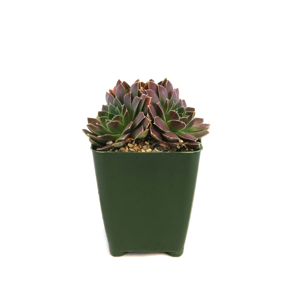 Sempervivum heuffelii &