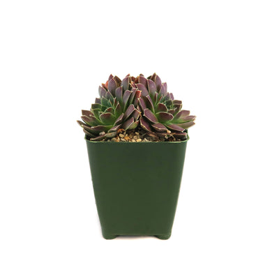 Sempervivum heuffelii 'Melanoheoff'